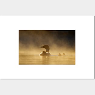 Loons in the mist - Common Loon Posters and Art